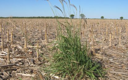 Malezas: anuncian un importante avance a nivel global para el combate de gramíneas resistentes