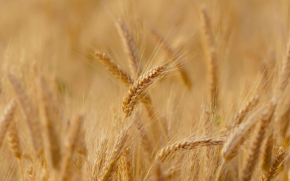 Trigo: descubren un proceso clave para aumentar el rendimiento