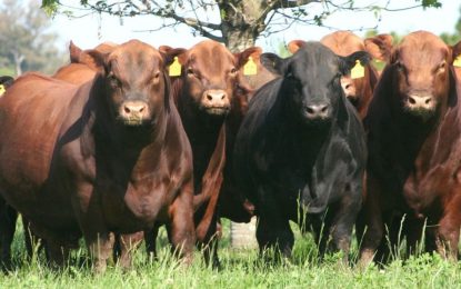 Comenzó la “temporada alta” de remates de reproductores y hay expectativa de buenos precios