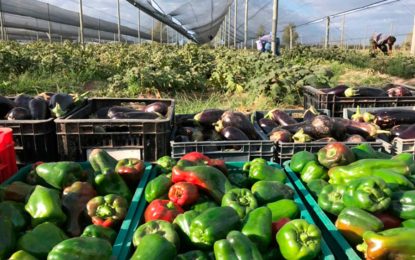 Riesgo de crisis frutihortícola por importaciones indiscriminadas