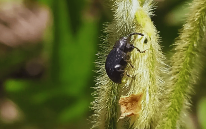 Alertan por una plaga que podría estar expandiéndose: el picudo negro de la soja