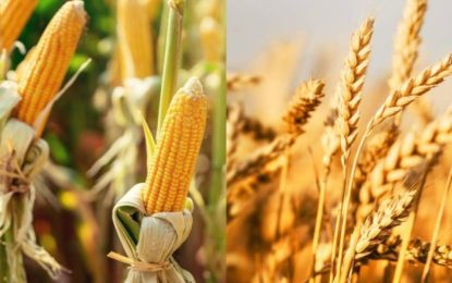 El trigo y el maíz alimentan las expectativas de una gran campaña