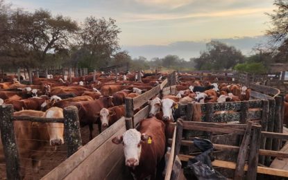 Adiós a la sarna y las garrapatas: un antes y un después en la salud del ganado