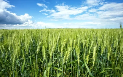 El trigo muestra su mejor condición en seis campañas y renueva el ánimo del agro