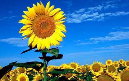 Rindes históricos en girasol: exportaciones en alza y precios firmes