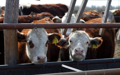 Fuerte inversión para consolidarla cadena de carne premium