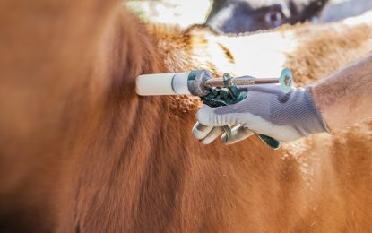 Senasa definió nueva estrategia de vacunación contra la aftosa