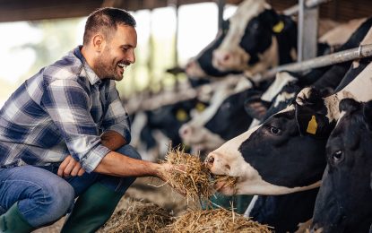 Nutrición bovina: con maíz húmedo aplastado, se eleva la calidad carnicera