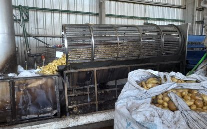 Producen papas en Otamendi y una gigante global de los alimentos los premió por su “agricultura positiva”