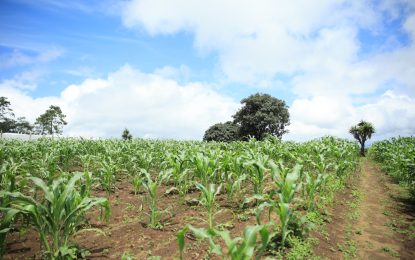 La tregua climática permitió completar la siembra de maíz