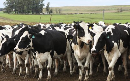 Ciencia argentina: avanza el desarrollo de una vacuna eficaz contra la mastitis bovina