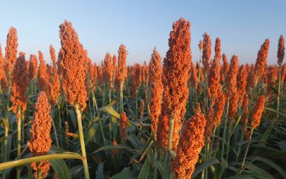 Sorgo: el conflicto entre Estados Unidos y China reconfigura el comercio global