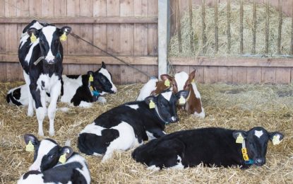 Subas del 8%: en medio de la incertidumbre electoral, el ternero se consolida como refugio de valor