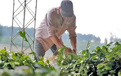 Aumentan 10% la prestación por desempleo para trabajadores rurales: el máximo llegará a $330.000