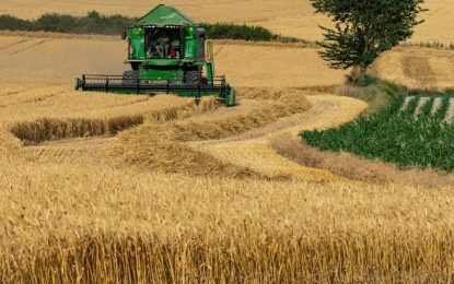 Trigo récord en la región núcleo: la cosecha avanza al 40%