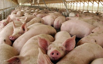 Una larga investigación sobre efluentes porcinos explicó una mejora en rindes de soja