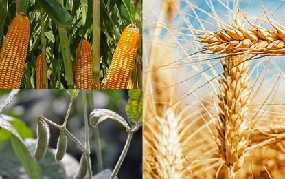 El agro argentino avanza con buenas perspectivas: soja, maíz y trigo muestran solidez