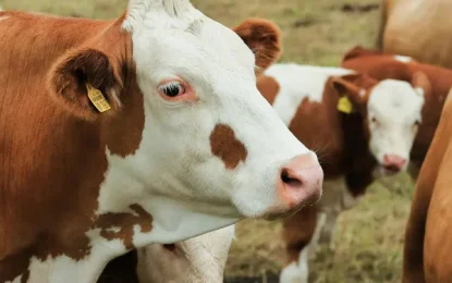 Nutrición animal: CAENA planteó que “hay regulaciones que dificultan hacer negocios”