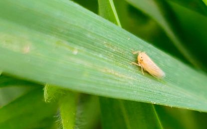 Chicharrita del maíz: “Se estima una campaña intermedia entre la epidemia de 2023/24 y la 2024/25”