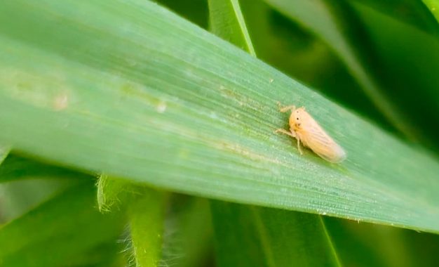 Chicharrita del maíz: la red de monitoreo de la plaga confirmó “luces amarillas” para la próxima campaña