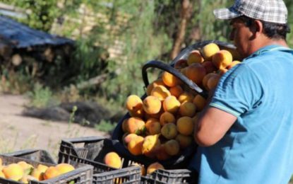 El durazno de Mendoza volvió a exportarse a los Emiratos Árabes y ahora va por China