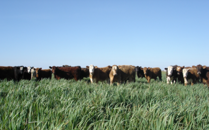 El manejo del pastoreo, clave para una ganadería más rentable y sostenible