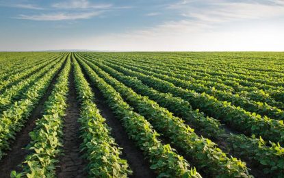 La soja lidera las subas y supera los u$s400 en Chicago