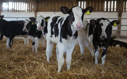 El ternero sube con fuerza y pone más presión a los precios ganaderos