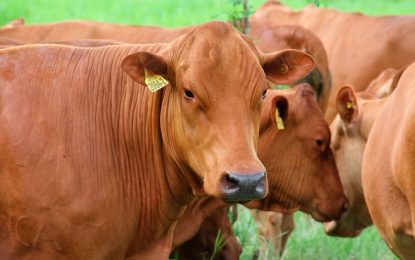 Una genética estratégica: la raza Bovina Criollo consolida su lugar en el rodeo nacional