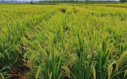 El Inta avanza en la edición génica de variedades líderes de arroz