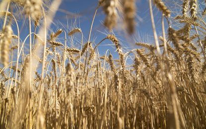 El trigo fue el viento a favor que trajo un aire fresco de divisas en el inicio del año