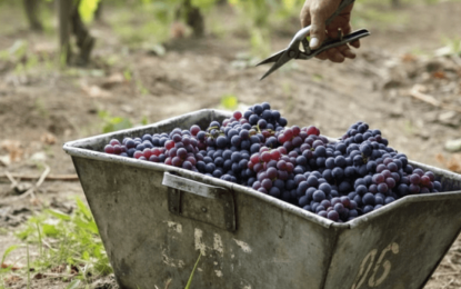 Vendimia 2026: estiman una caída en la producción de uvas