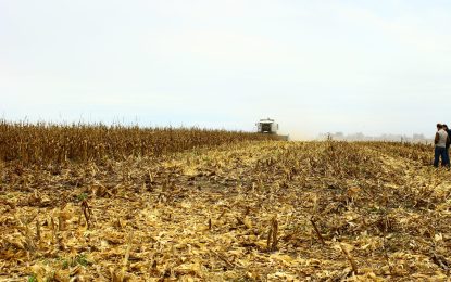Otro récord: para el Gobierno, la cosecha de maíz crecerá 24% y será la mayor de la historia