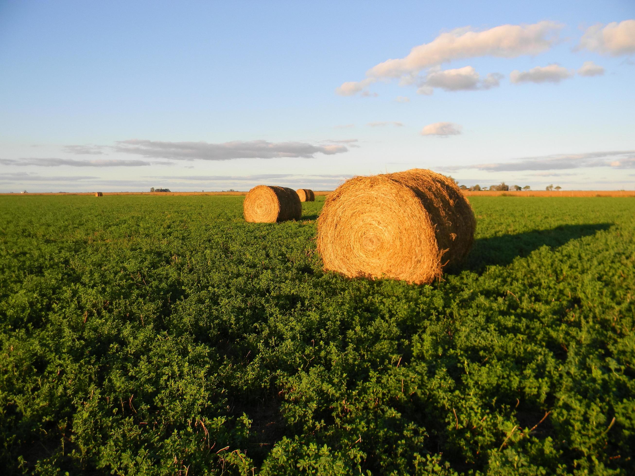 Nace la Mesa Nacional de Alfalfa: “transformar su potencial en crecimiento y oportunidades”