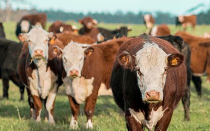 El Gobierno amplió la línea de créditos a valor novillo: también se podrá usar para recría y engorde