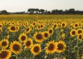 “Es el mejor momento de la historia del girasol en Argentina”