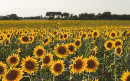 “Es el mejor momento de la historia del girasol en Argentina”