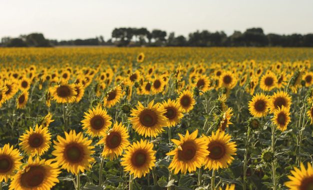 “Es el mejor momento de la historia del girasol en Argentina”