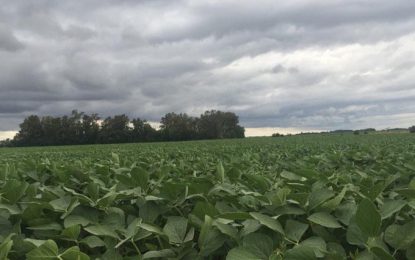 Lluvias: la cosecha de soja ya lleva 30 puntos de atraso