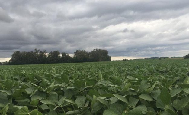 Lluvias: la cosecha de soja ya lleva 30 puntos de atraso