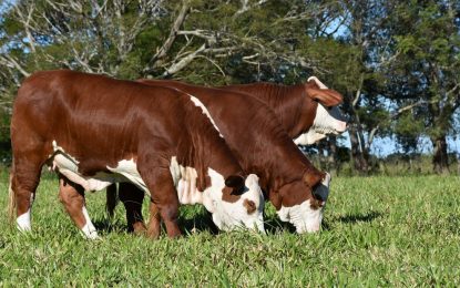 Otro viento a favor ganadero: cambia el mapa mundial de la carne y Argentina está bien posicionada
