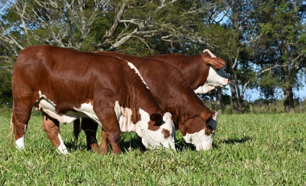 Otro viento a favor ganadero: cambia el mapa mundial de la carne y Argentina está bien posicionada