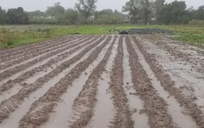 Quinteros apuestan a recuperarse y reactivar la producción que sufrió un daño de hasta un 80%