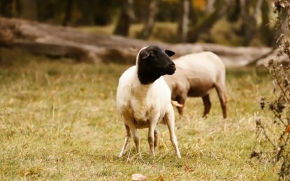 La “vaca loca” de los ovinos: cuáles son sus riesgos y qué medidas tomó el Senasa