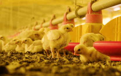 Argentina vuelve a ser libre de gripe aviar: “Un paso fundamental para continuar el camino exportador”