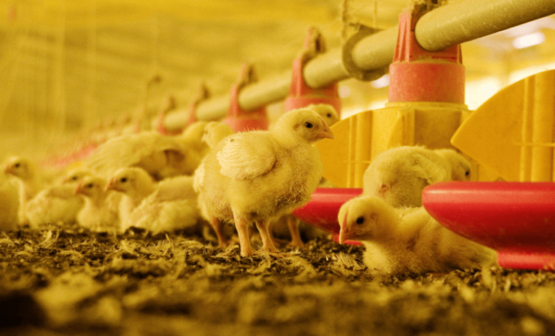 Argentina vuelve a ser libre de gripe aviar: “Un paso fundamental para continuar el camino exportador”