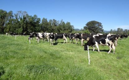 La carne de sistemas pastoriles se destaca por su valor nutricional