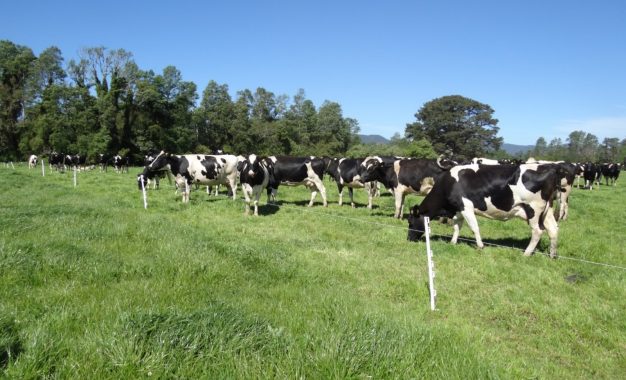 La carne de sistemas pastoriles se destaca por su valor nutricional