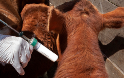 Inundaciones en Santa Fe: prorrogan la vacunación antiaftosa y flexibilizan el traslado de animales