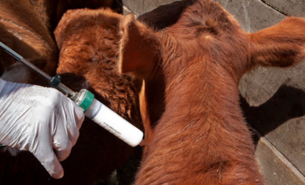 Inundaciones en Santa Fe: prorrogan la vacunación antiaftosa y flexibilizan el traslado de animales